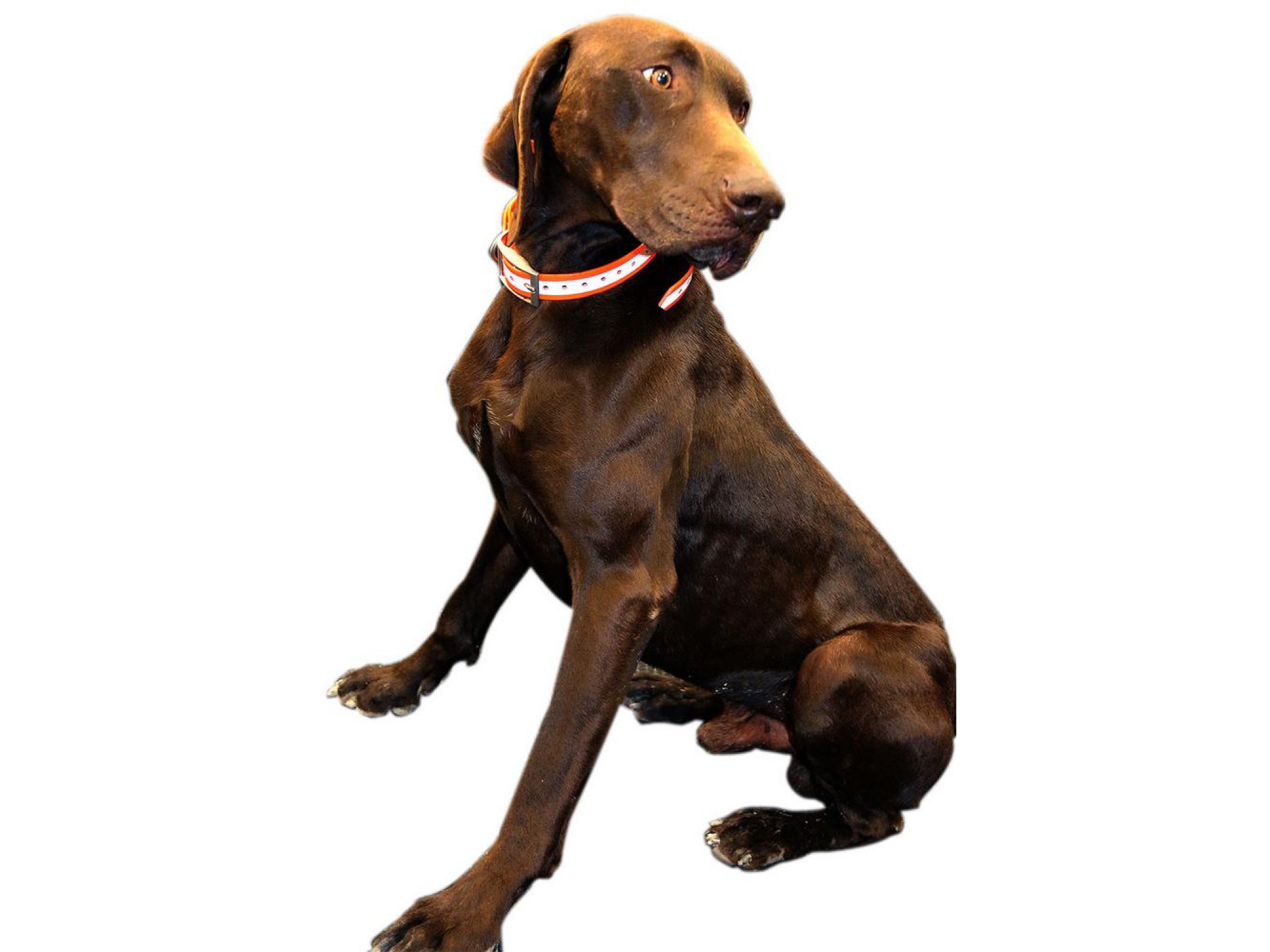 Outdoor Outfitters Dog Collar Hi-Viz Orange with Reflector Strip