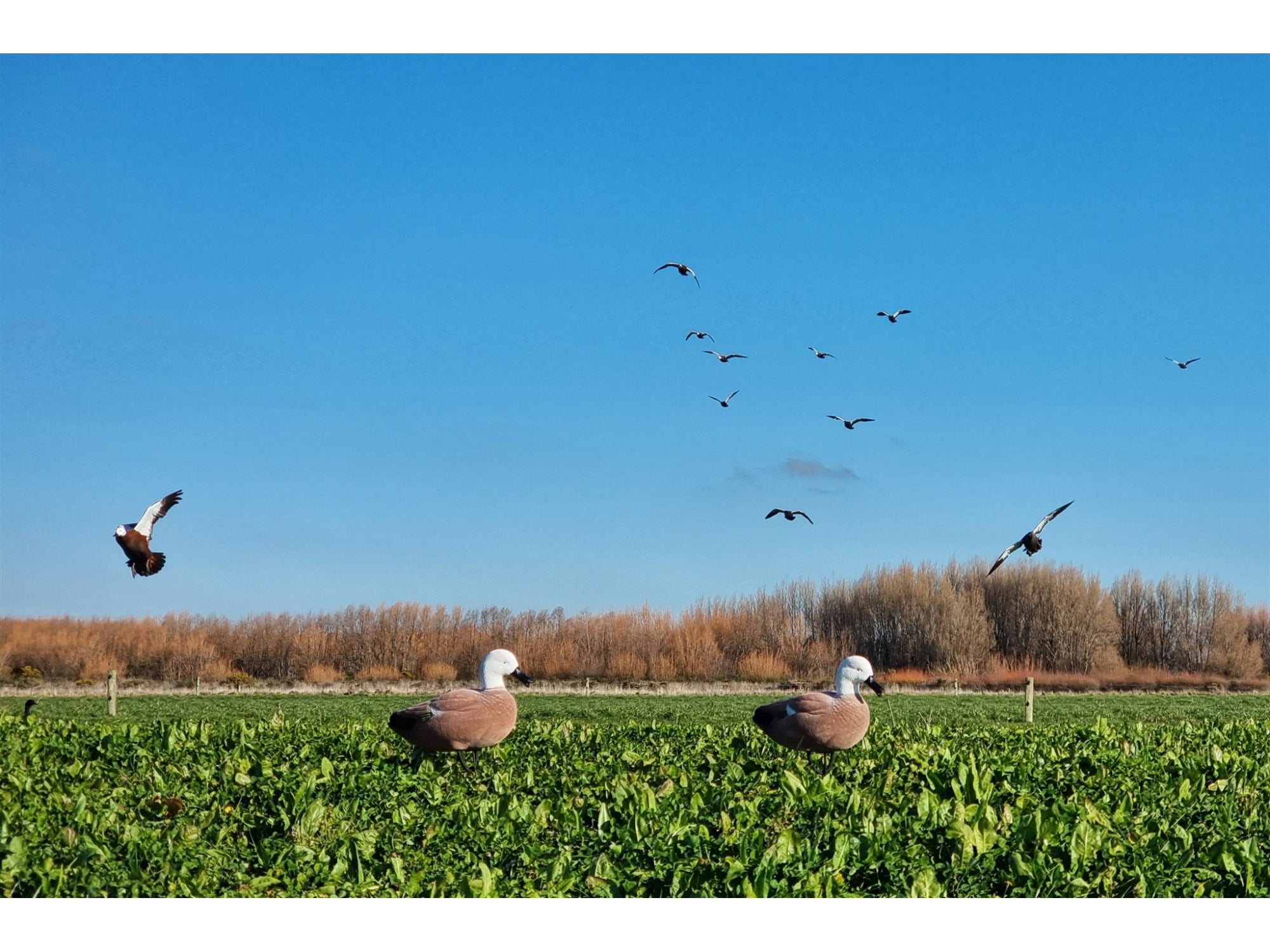 Game On Paradise Duck Full Body Flocked Decoys 6 Pack | 20 Inch