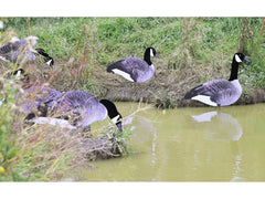 Game On Canadian Geese 2D Silhouette Decoys x12