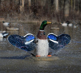 Higdon XS Splashing Flasher Mallard Drake Decoy