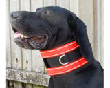 Manitoba Pig Dog Hunting Lightweight Rip Collar