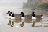 canada-goose-04-227977_S1C1A006BG55.jpg