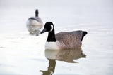 canada-goose-06-227979_S1C1AI44I987.jpg